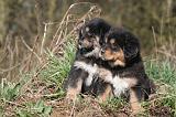 DOGUE DU TIBET 483